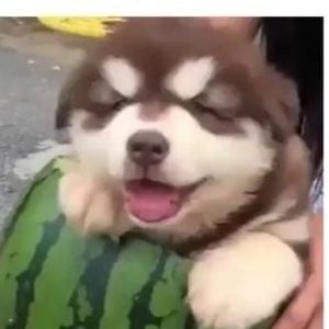 Meet your Posher, Camille